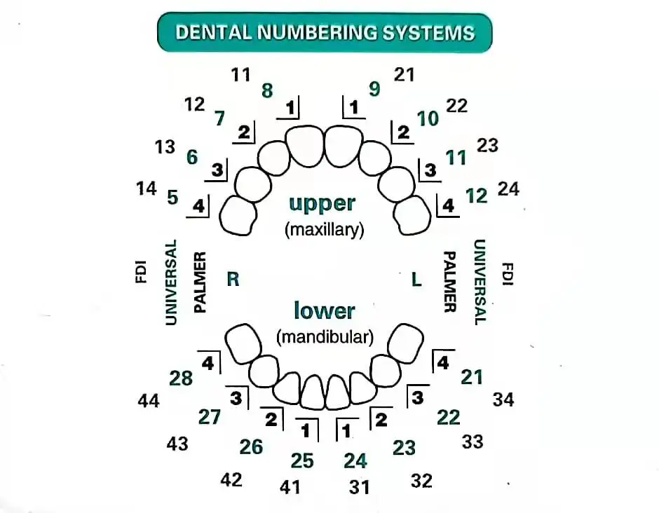 Dental Mould For Composite Res - Teeth Whitening Moulds recensie en prijs