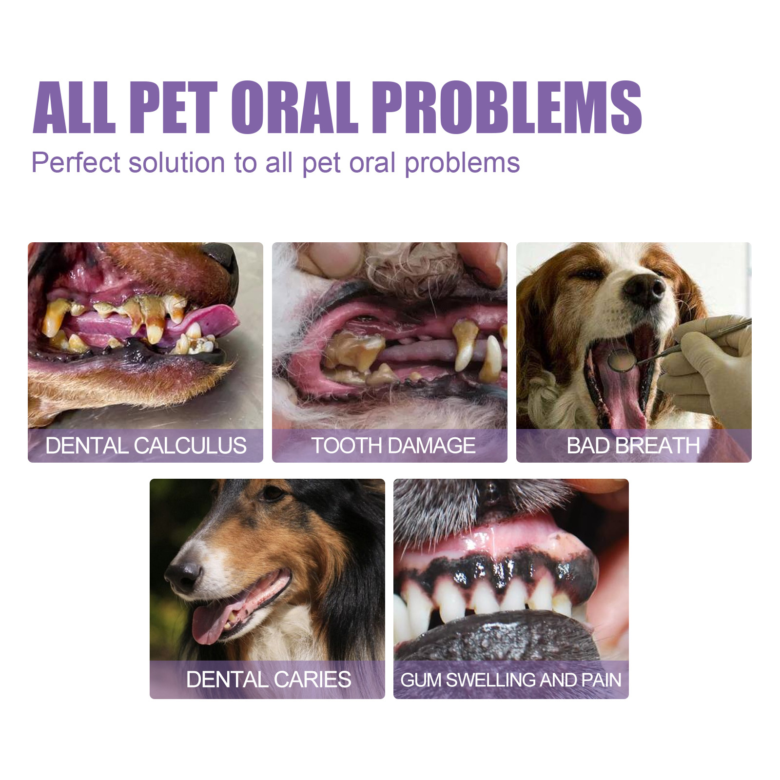 Pet Oral Repair Gel Puppy Tart - Teeth Whitening Ai recensie en prijs